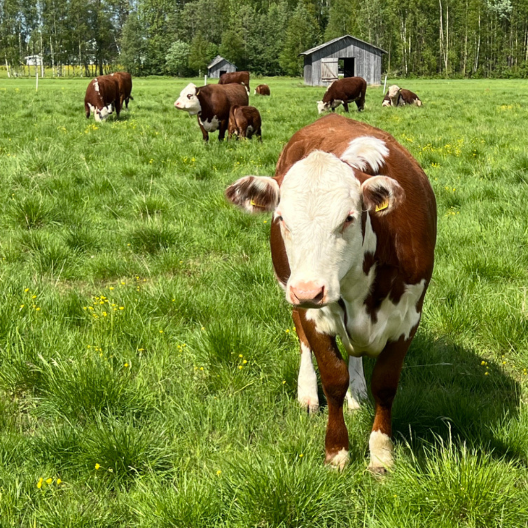 5 anledningar att välja svenskt kött – Hälsa, miljö och smak